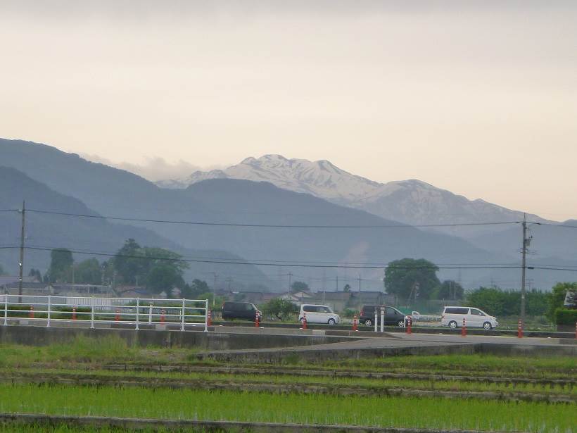 ミルキー田植え