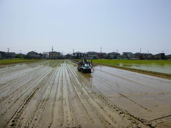 田植え