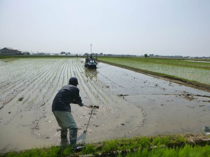 田植えラストスパート