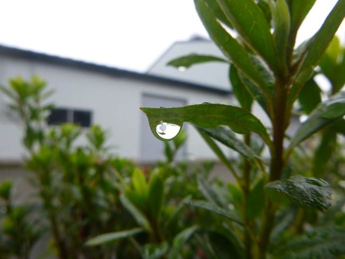 雨