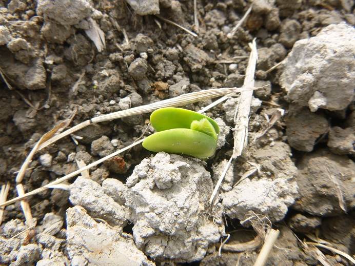 鳥に食べられない大豆の撒き方とは 美味しい大豆の育て方とは