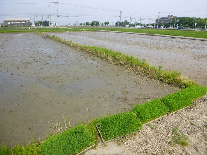 富陽田植え