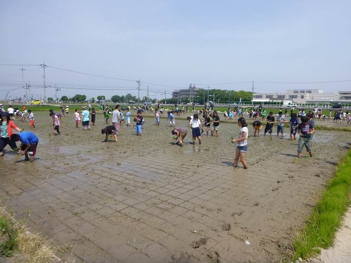 富陽田植え