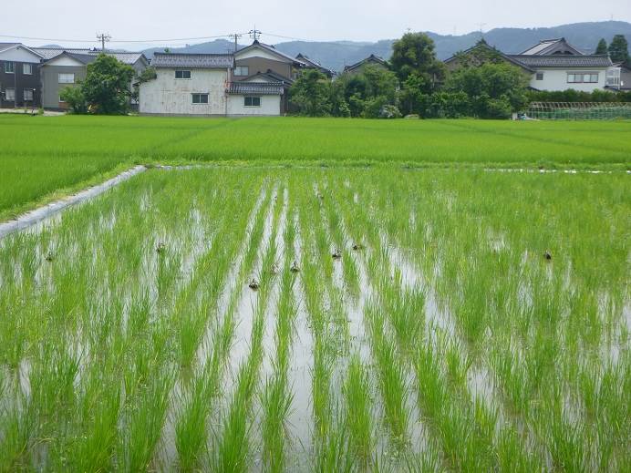 カルガモ