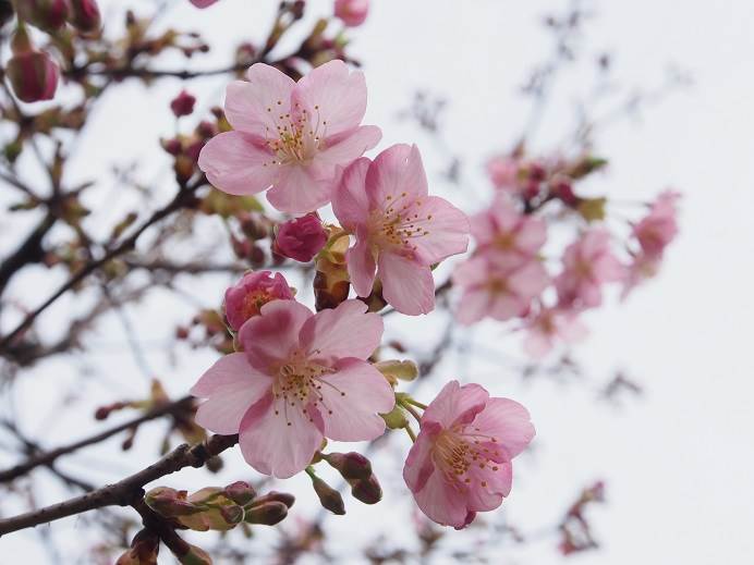 河津桜