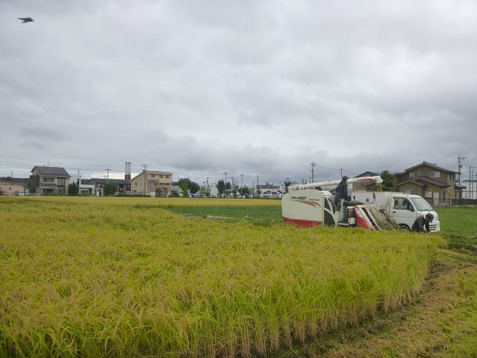 普通じゃないコシヒカリ