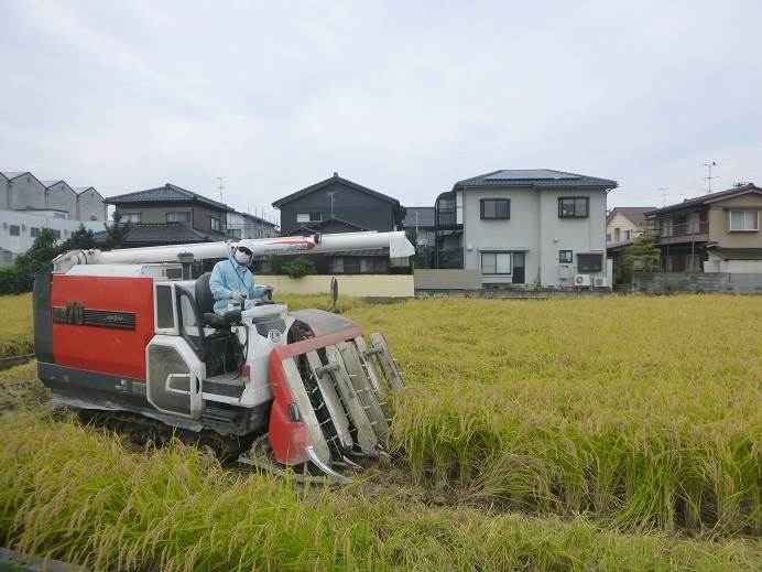 コシヒカリ