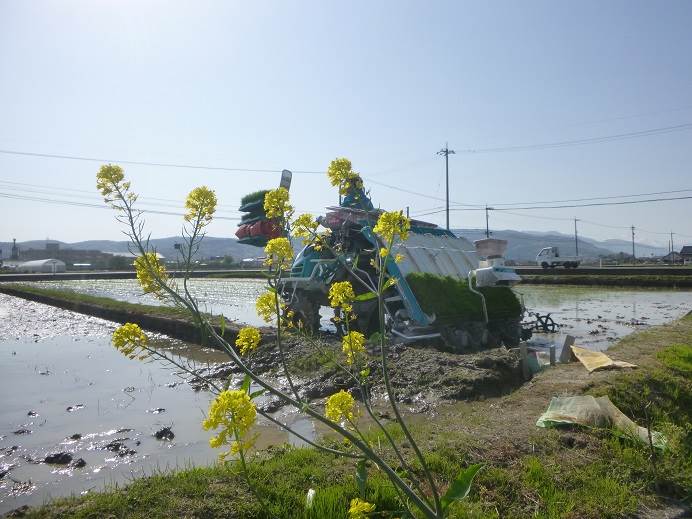 田植え