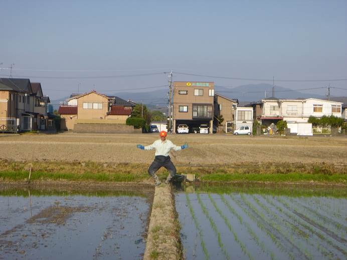 田植え