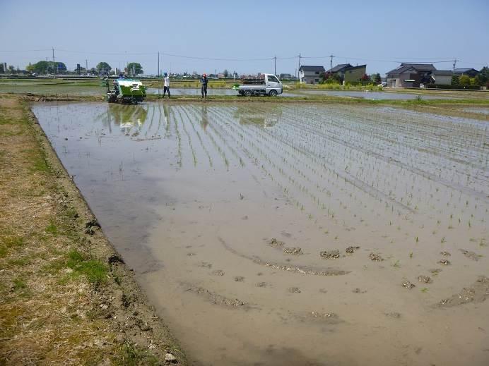 田植え