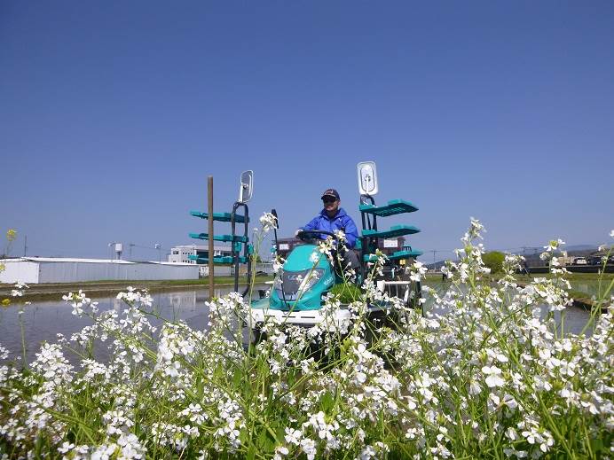 田植え