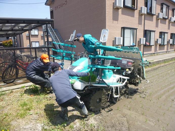 田植え