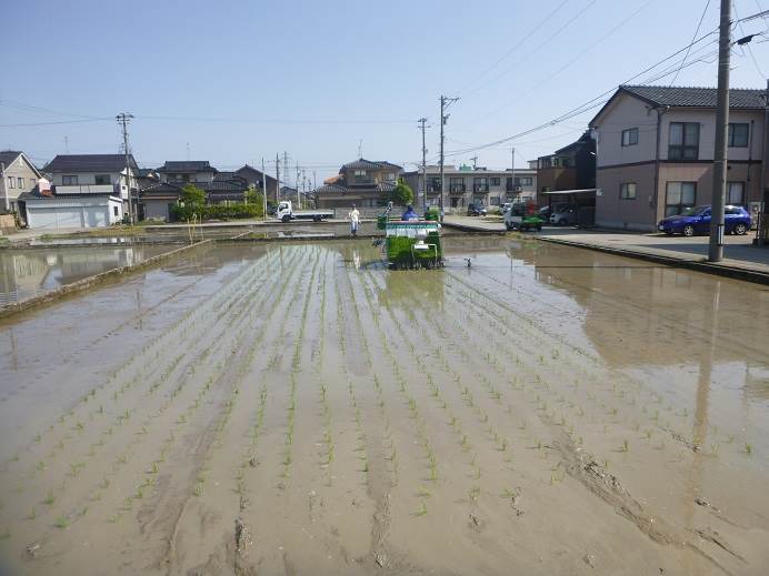 田植え