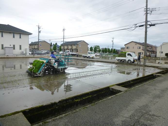 田植え