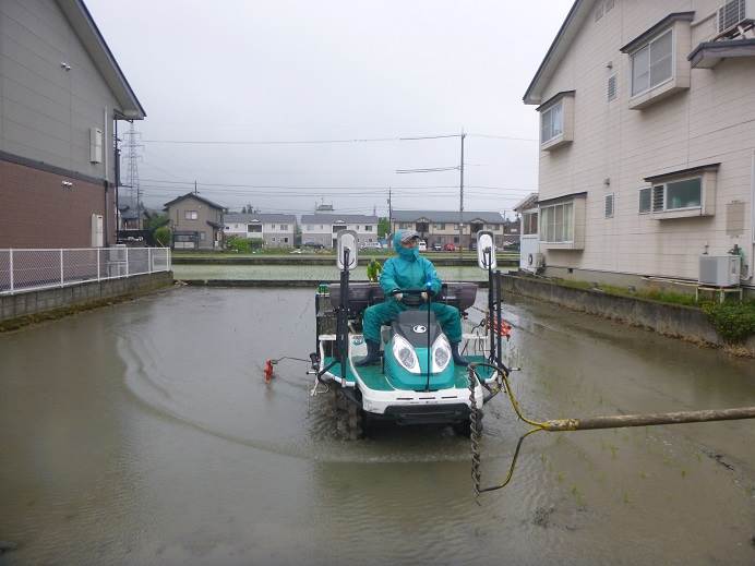 田植え