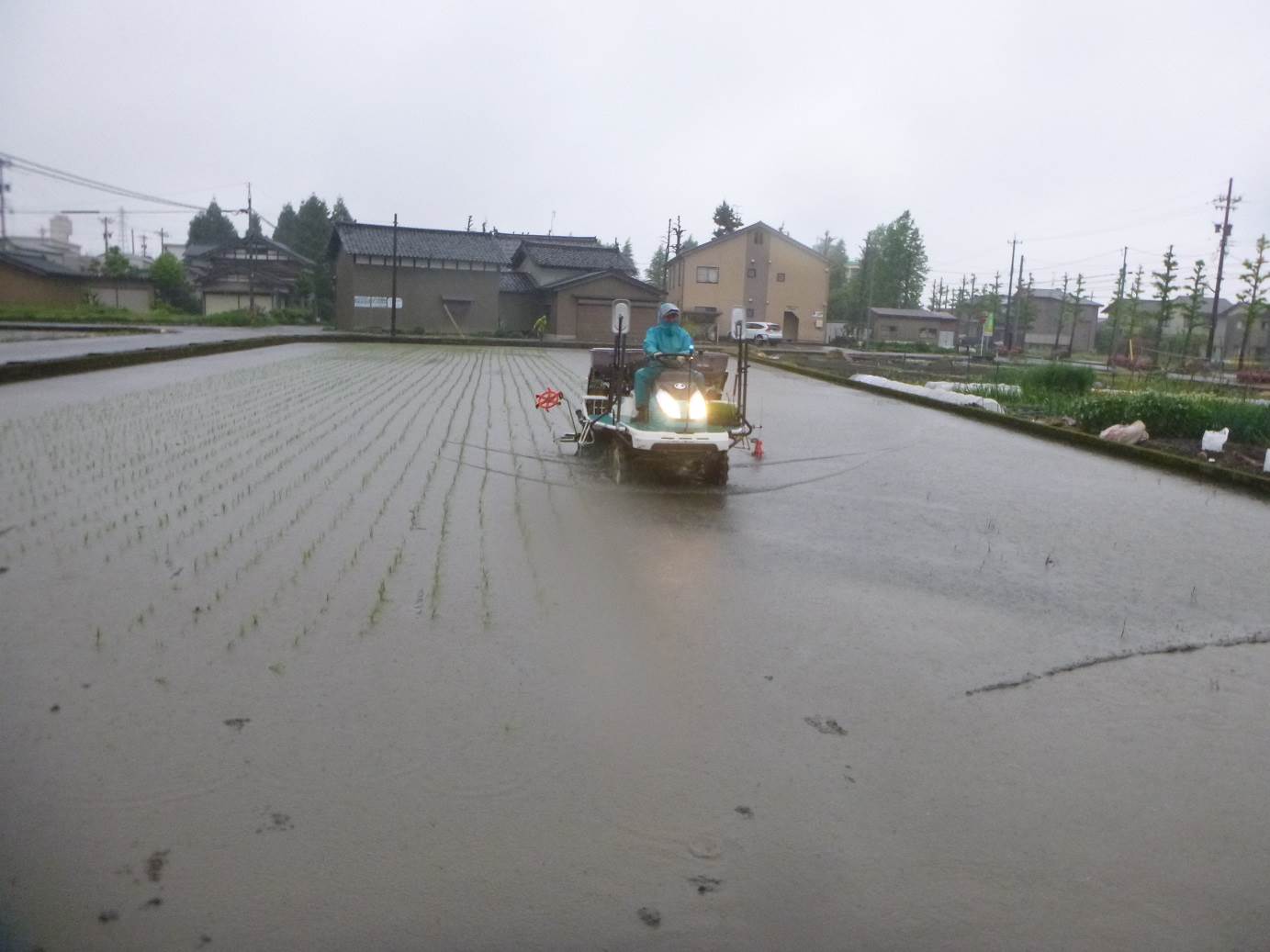 田植え