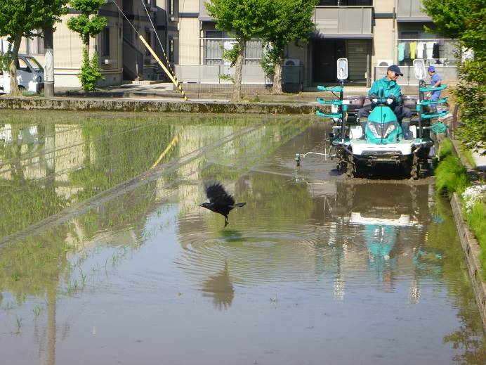 田植え