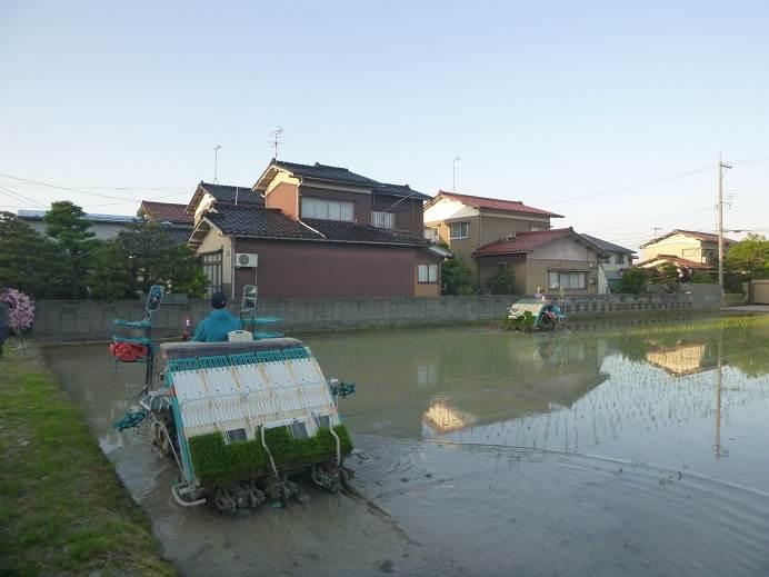 田植え