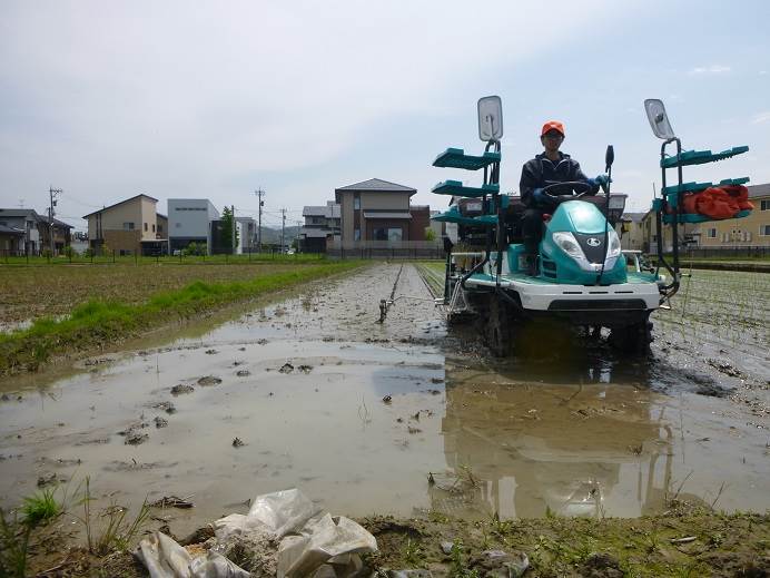 田植え