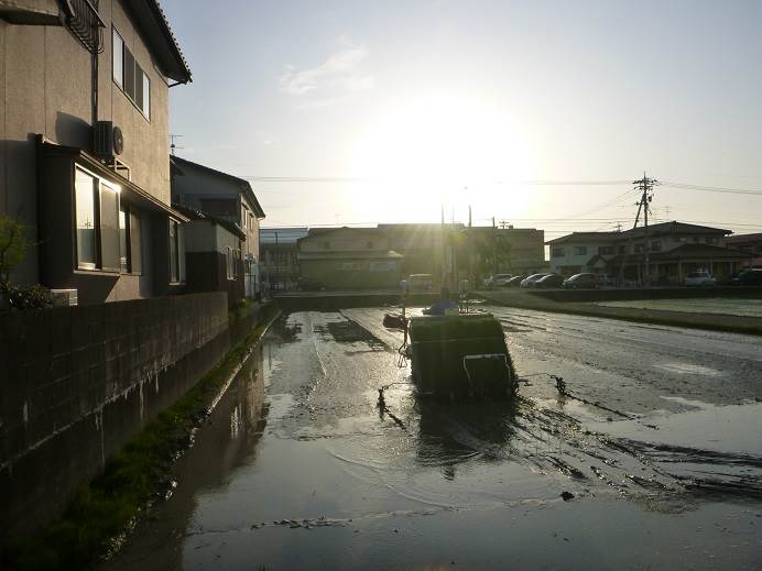 田植え