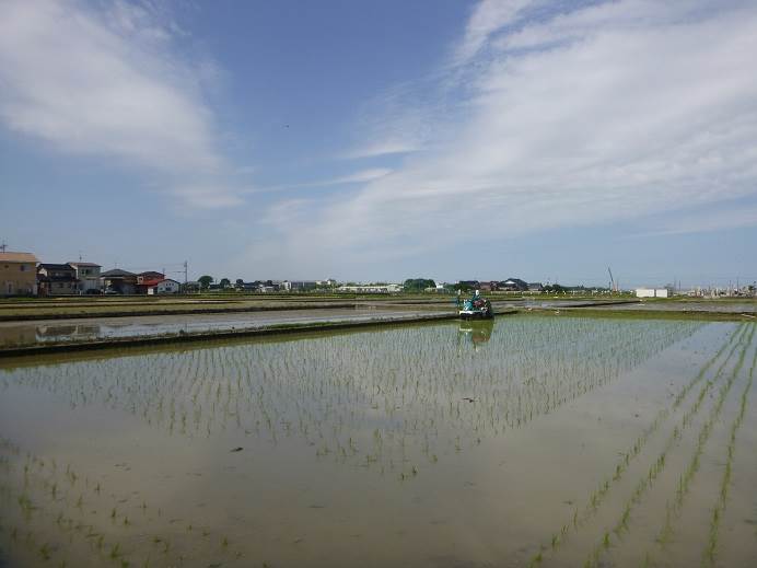 田植え