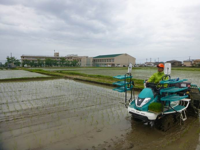 田植え