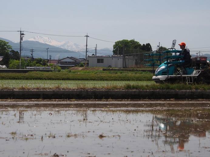 田植え