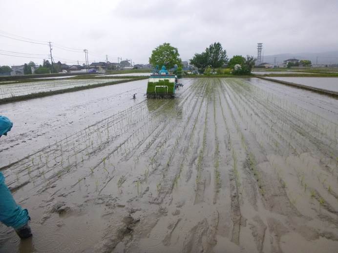 田植え