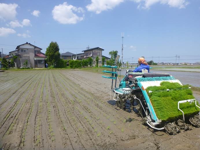 田植え