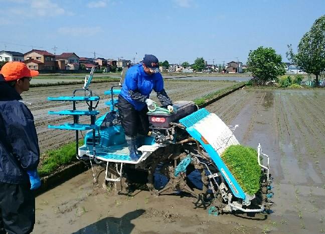 田植え