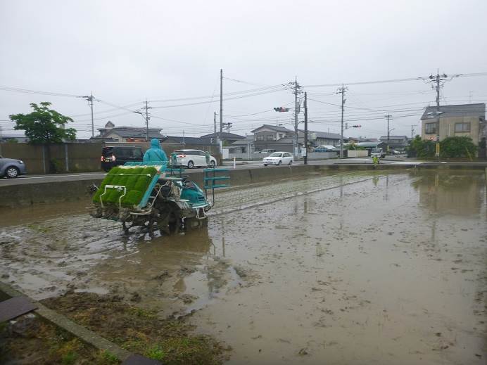 田植え