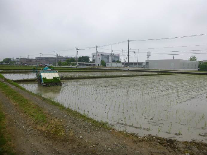 田植え