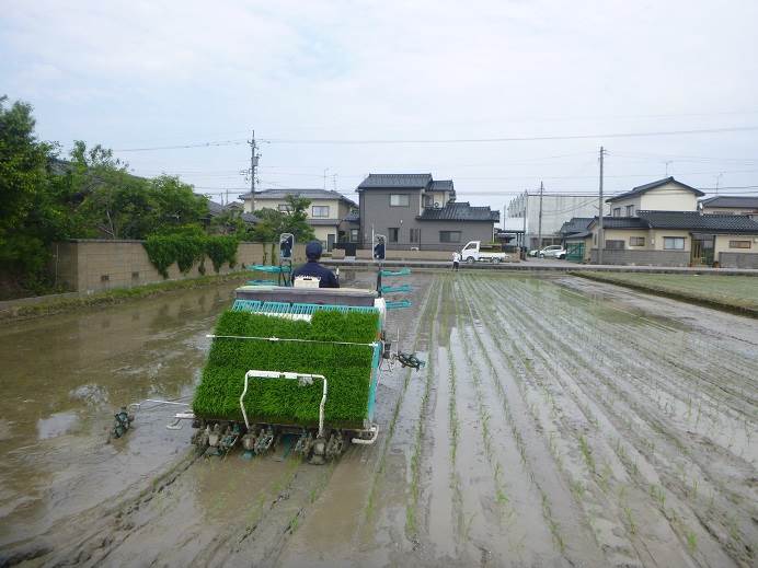 カグラモチ田植え