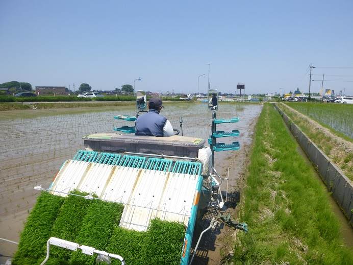 田植え