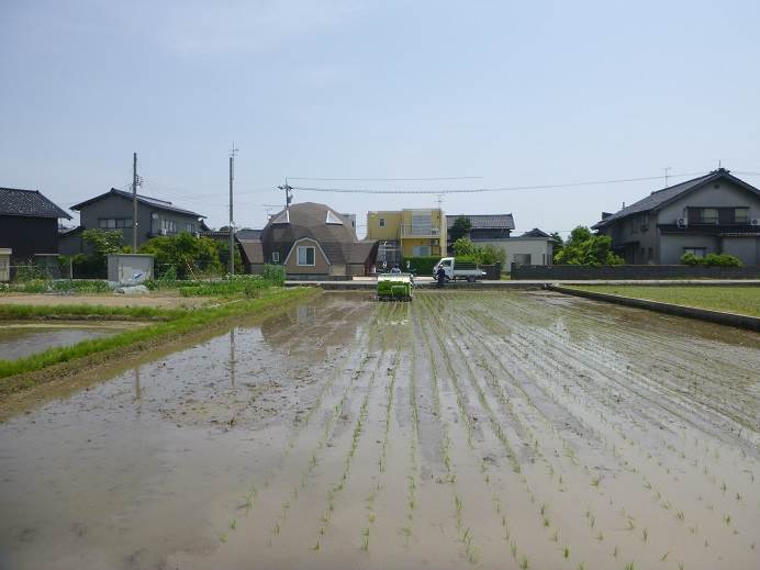 田植え