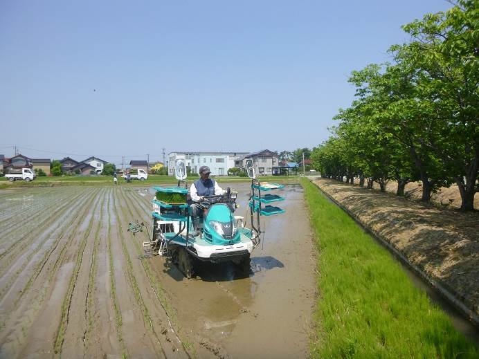 田植え