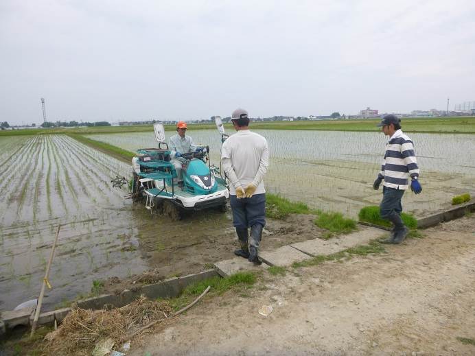 田植え