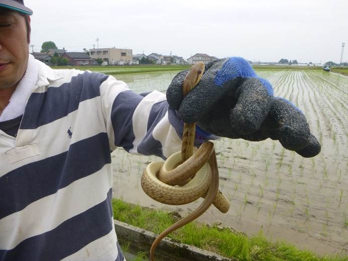 田植え