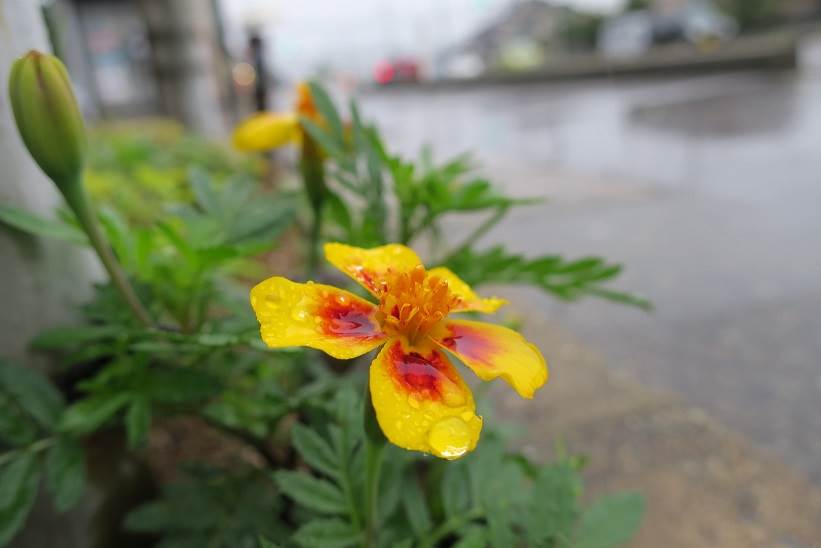 雨