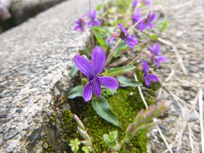 春の花