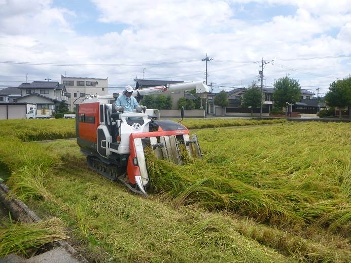 ひとめぼれ