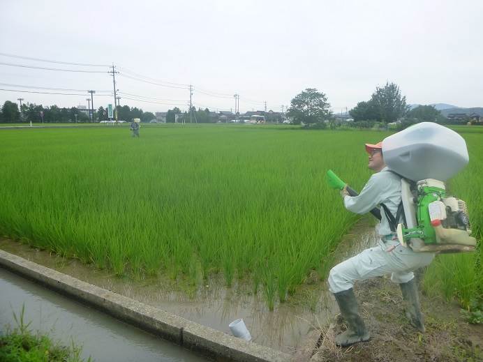 普通じゃないコシヒカリ