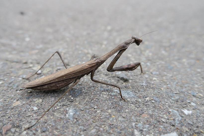 カマキリ