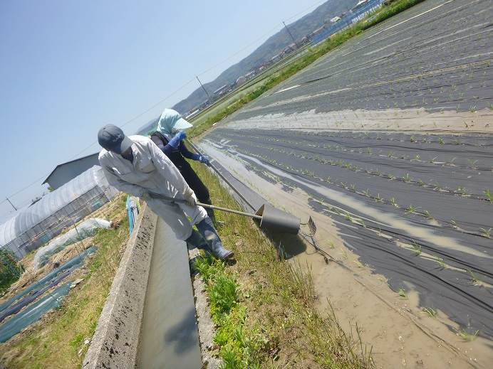 紙マルチ田植え