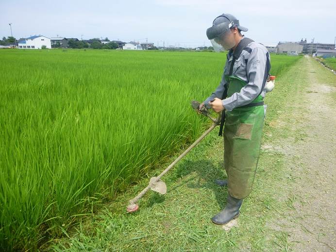 紙マルチ田植え