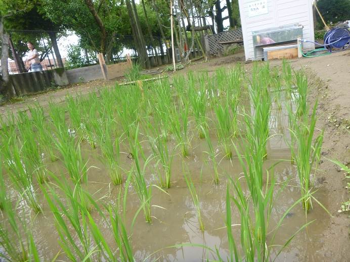 扇が丘幼稚園