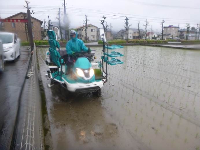 田植え