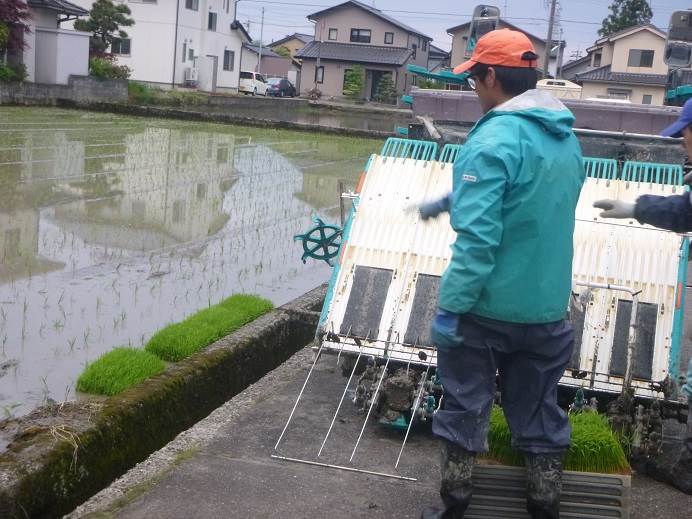 田植え