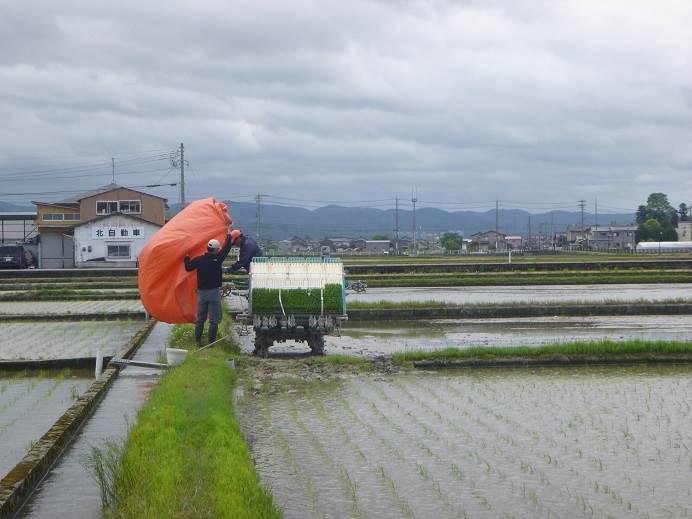 田植え