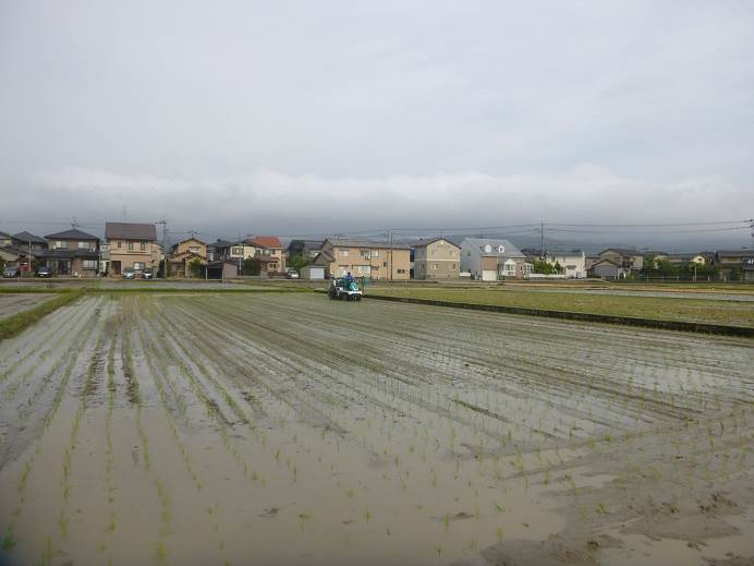 田植え